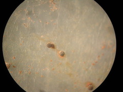 Physarum melleum