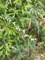 Persicaria punctata