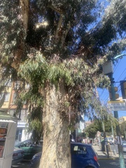 Eucalyptus camaldulensis