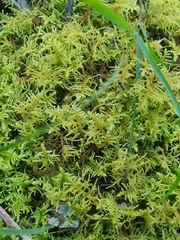 Thuidiopsis sparsa