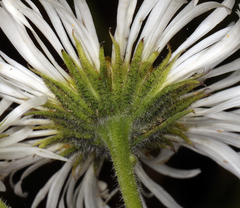 Erigeron coulteri