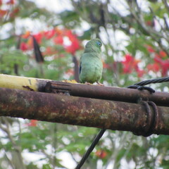 Forpus conspicillatus