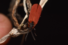 Dictyoptera aurora