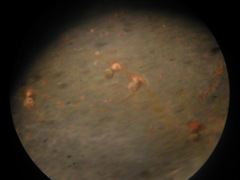 Physarum melleum
