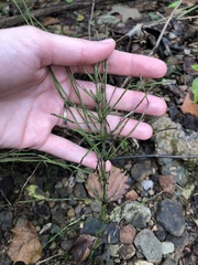 Equisetum arvense