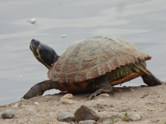 Trachemys scripta scripta