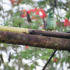Forpus conspicillatus