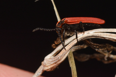 Dictyoptera aurora