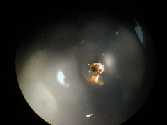 Physarum melleum