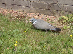 Columba palumbus