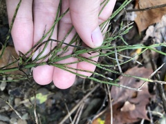 Equisetum arvense