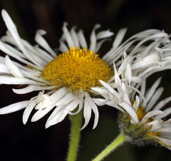 Erigeron coulteri