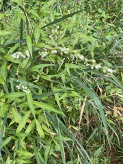 Persicaria punctata