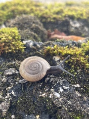 Triodopsis hopetonensis