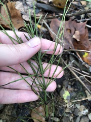Equisetum arvense