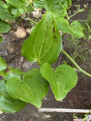 Smilax azorica