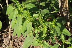 Acalypha neomexicana