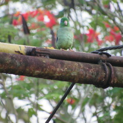 Forpus conspicillatus