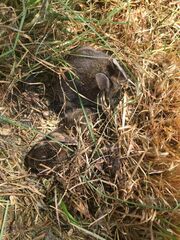 Sylvilagus floridanus