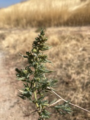 Bassia scoparia