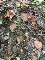 Equisetum arvense