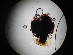 Physarum melleum