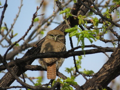 Glaucidium brasilianum