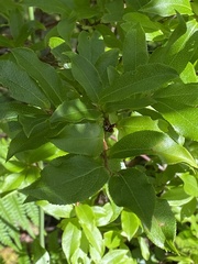 Vaccinium cylindraceum