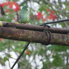 Forpus conspicillatus