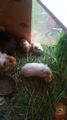 Cavia