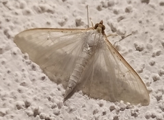 Palpita