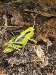 Melanoplus bivittatus