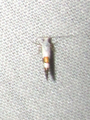 Argyresthia inscriptella