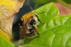 Bombus pascuorum