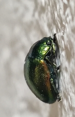 Chrysolina herbacea