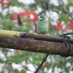 Forpus conspicillatus