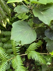 Hedera azorica