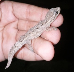 Hemidactylus brasilianus