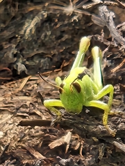 Melanoplus bivittatus