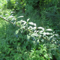 Ligustrum quihoui
