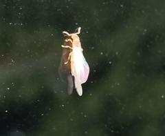 Brachymyrmex depilis