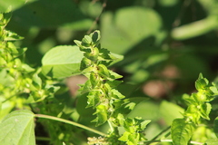 Acalypha neomexicana