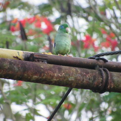 Forpus conspicillatus