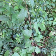 Symphyotrichum drummondii