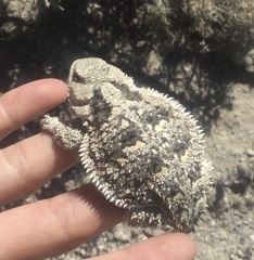 Phrynosoma hernandesi