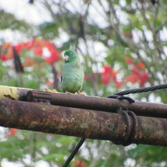 Forpus conspicillatus
