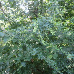 Ligustrum quihoui