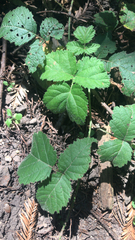 Rubus ursinus