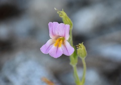Erythranthe erubescens