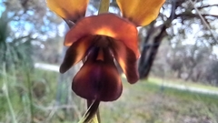 Diuris magnifica